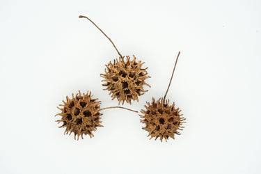 50 AMERICAN SWEETGUM Liquidambar Styraciflua Storax Alligator Sweet Gum Tree Seeds - Great Fall Color! Red Yellow Orange Purple